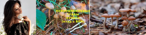 молекула духа Нефтекумск